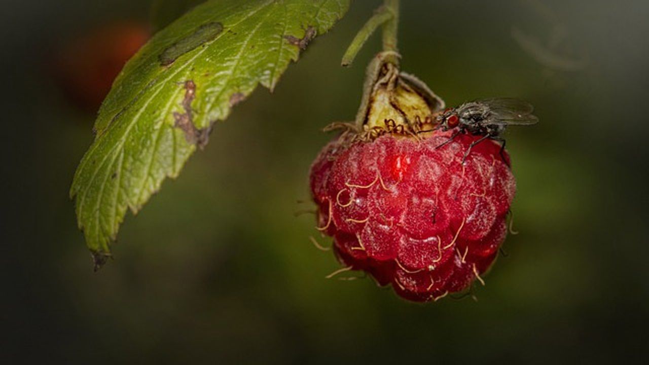 Diet Influences Taste Sensitivity, Suggests Fly Study