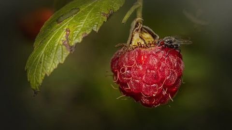 Diet Influences Taste Sensitivity, Suggests Fly Study