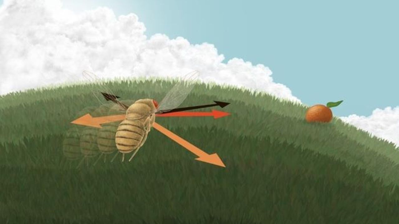 How a Fly's Brain Calculates Direction of Travel