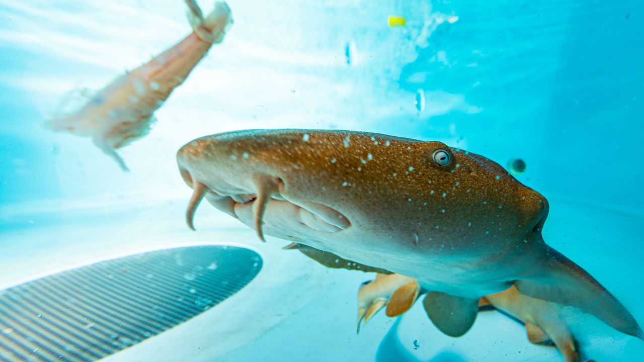 Shark Proteins Could Help Prepare for Future Coronaviruses