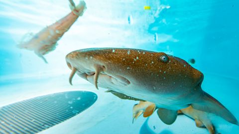 Shark Proteins Could Help Prepare for Future Coronaviruses