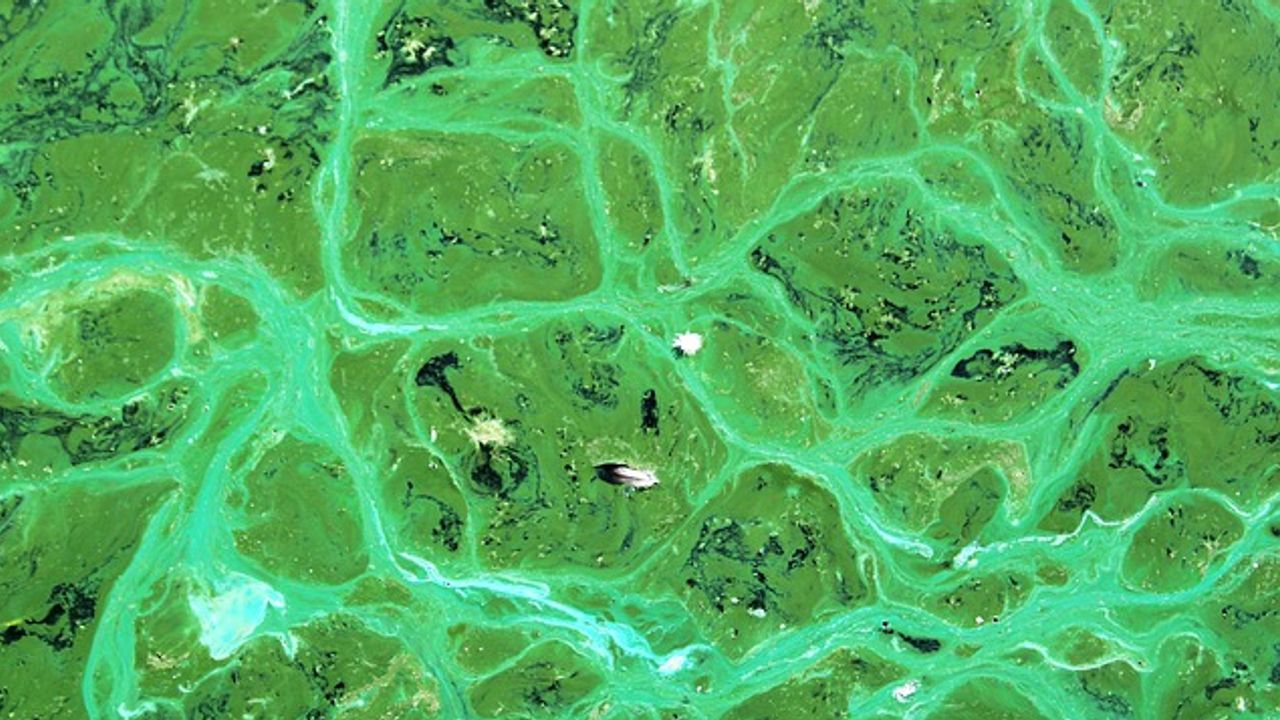 Understanding of Photosynthetic Bacteria Aided by Room-Temperature Crystallography