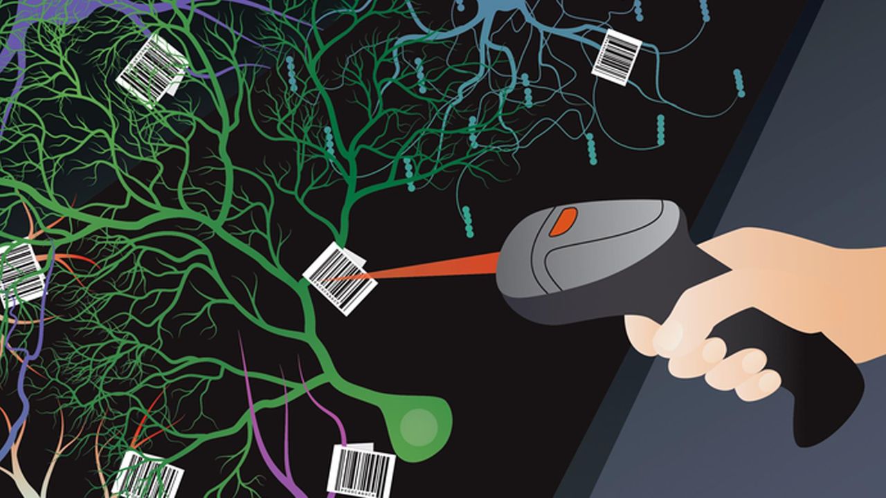 What Explains the Brain's Incredible Diversity?