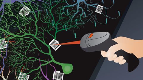 What Explains the Brain's Incredible Diversity?