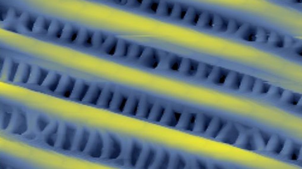 A butterfly's wing, captured by atomic force microscopy.