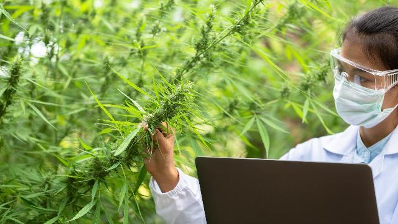 Cannabis Farmers Should Routinely Test for Heavy Metals, Say Researchers