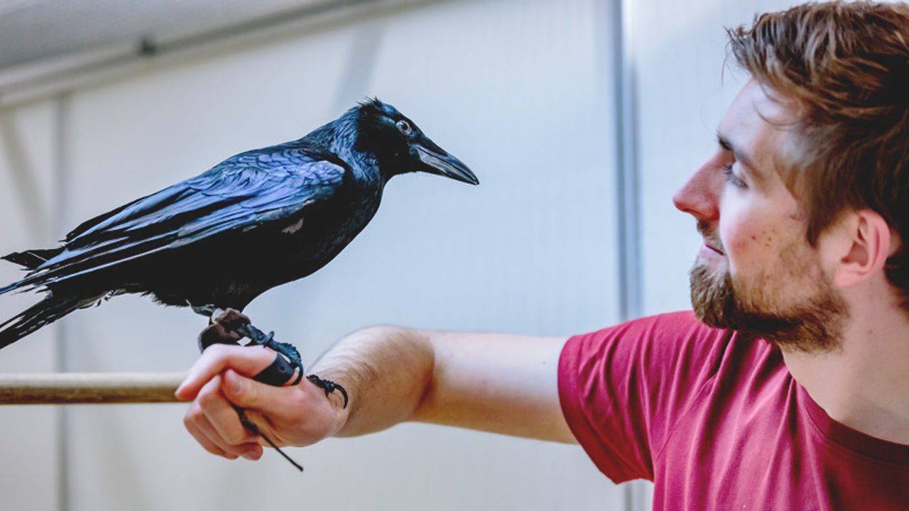 Bird Brains and Human Brains Share Similar Memory Limits