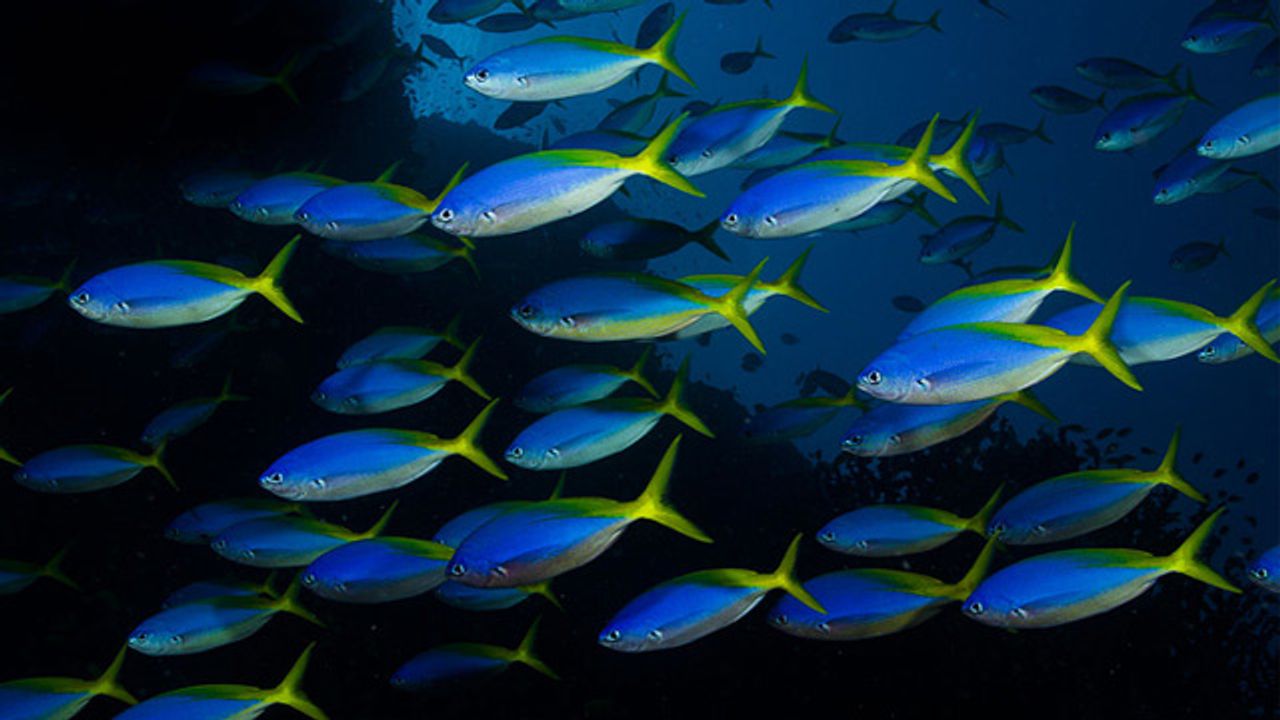 Ocean Acidification Disrupting Fish Shoals