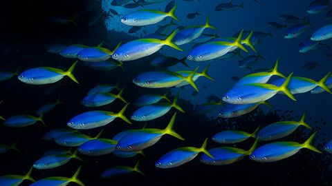 Ocean Acidification Disrupting Fish Shoals