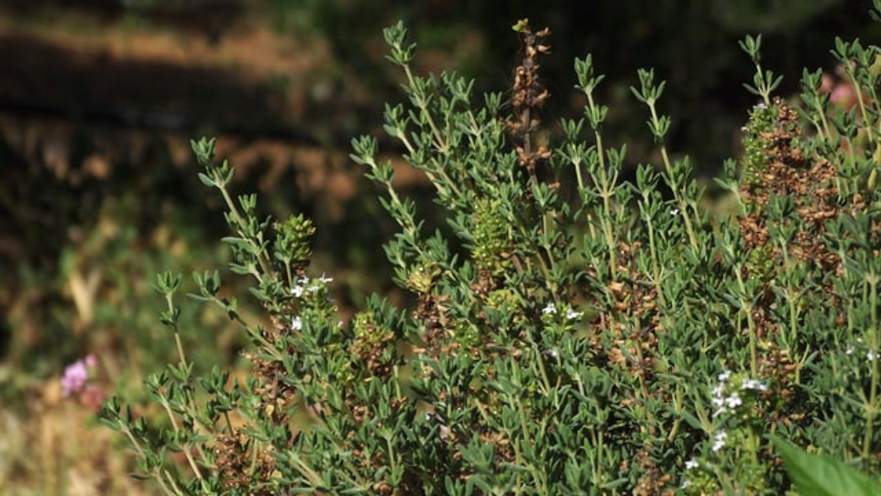 Plant Scientists Find Recipe for Anti-Cancer Compound
