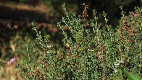 Plant Scientists Find Recipe for Anti-Cancer Compound