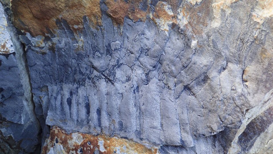 Giant Millipede Fossil Found in Northern England content piece image