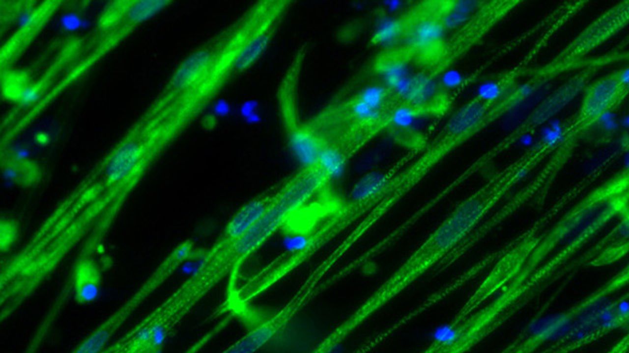 High quality products for Cultured Meat Research