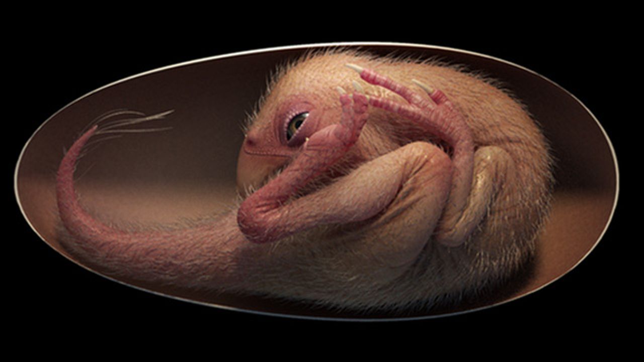 Rare Dinosaur Embryo in Egg Suggests Bird-Like Pre-Hatching Posture