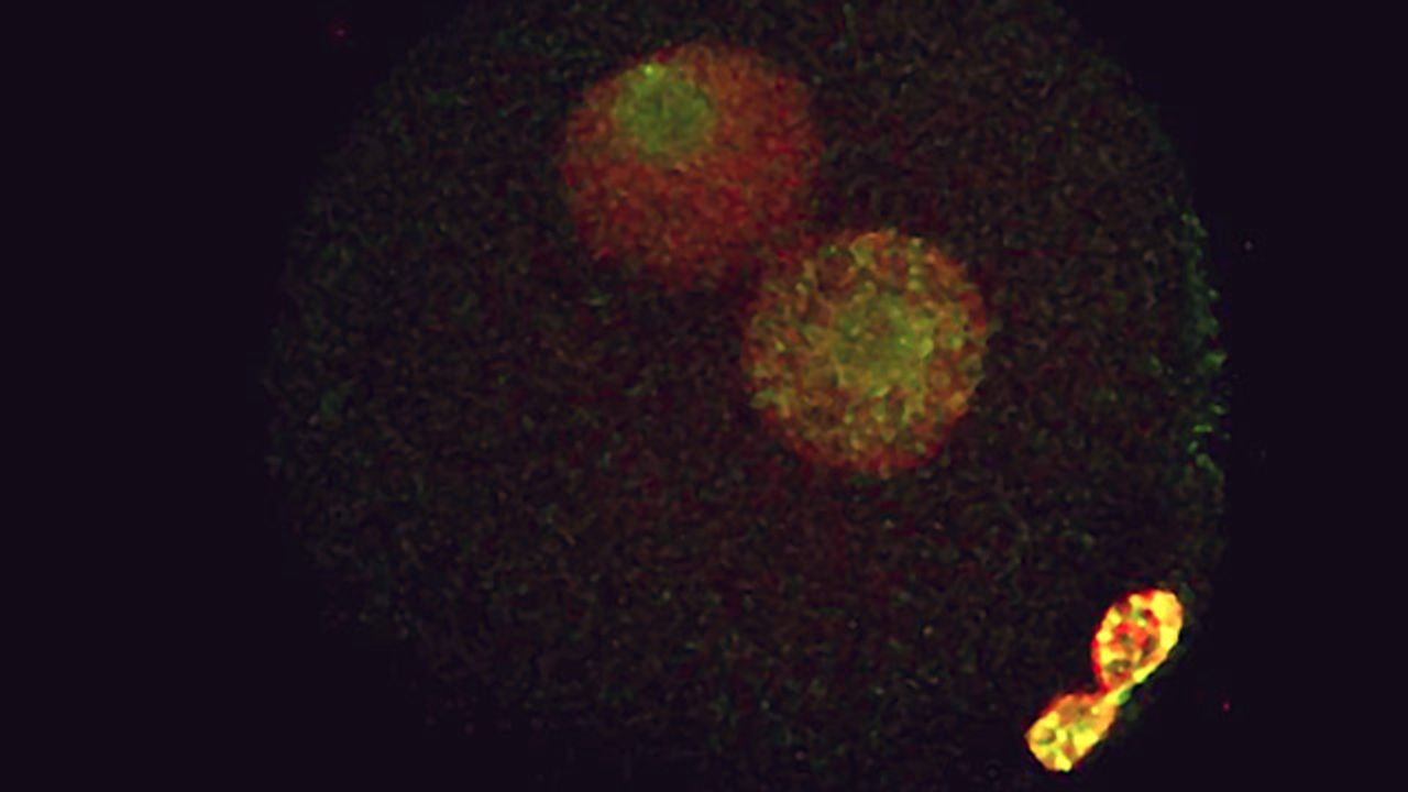 Genes are Switched on in the Human Embryo Straight Away