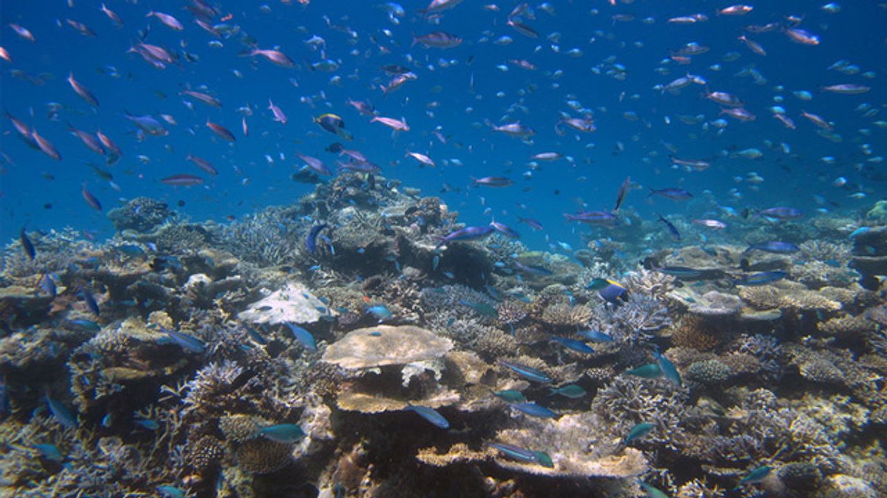 Remote Areas are Not Safe Havens for Biodiversity