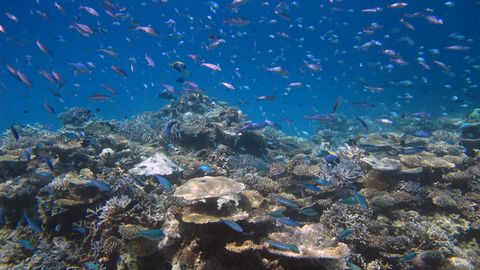 Remote Areas are Not Safe Havens for Biodiversity
