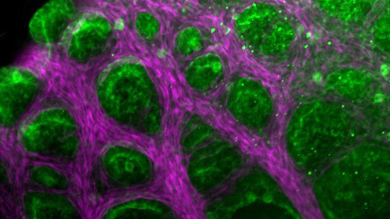 Engineering Artificial Lungs With Help From Lizards