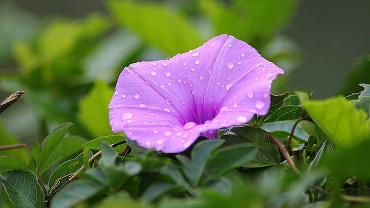 Common Flower Species Contain Elements of Psychedelic Drugs