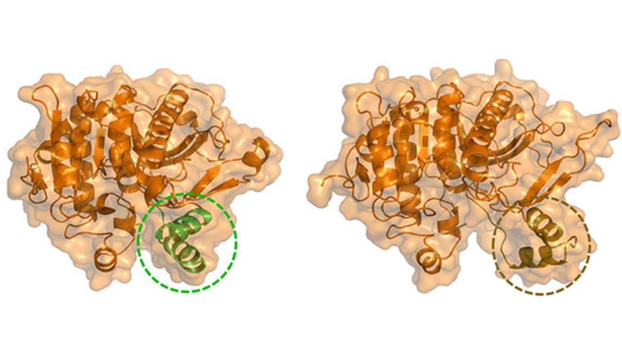 Computer Simulations of Blood Enzyme Could Help To Treat Cardiovascular Disease