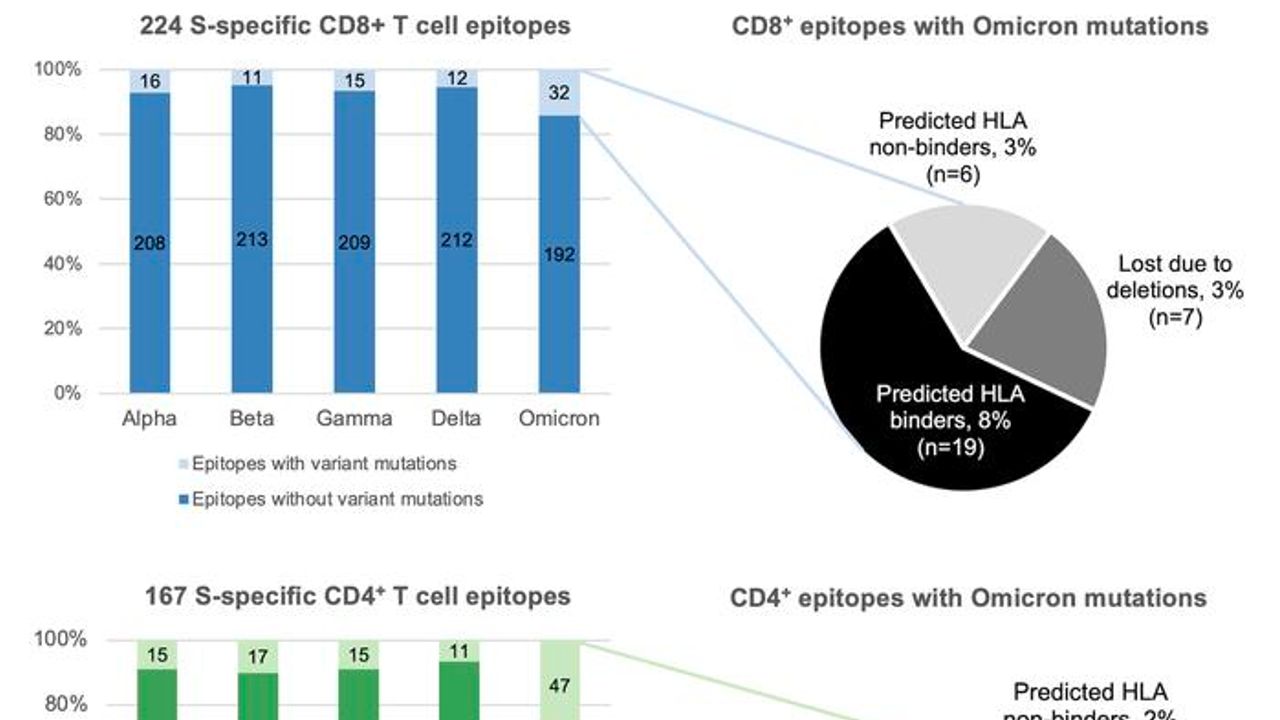 Omicron Unlikely To Escape Human T-Cell Response