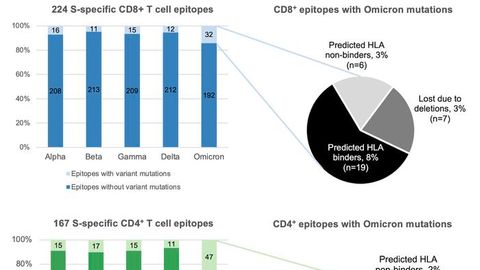 Omicron Unlikely To Escape Human T-Cell Response