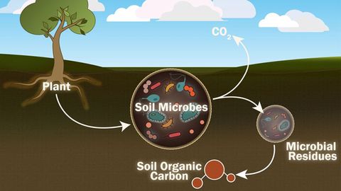 Who Are the Important Microbial Players in the Soil Carbon Cycle?