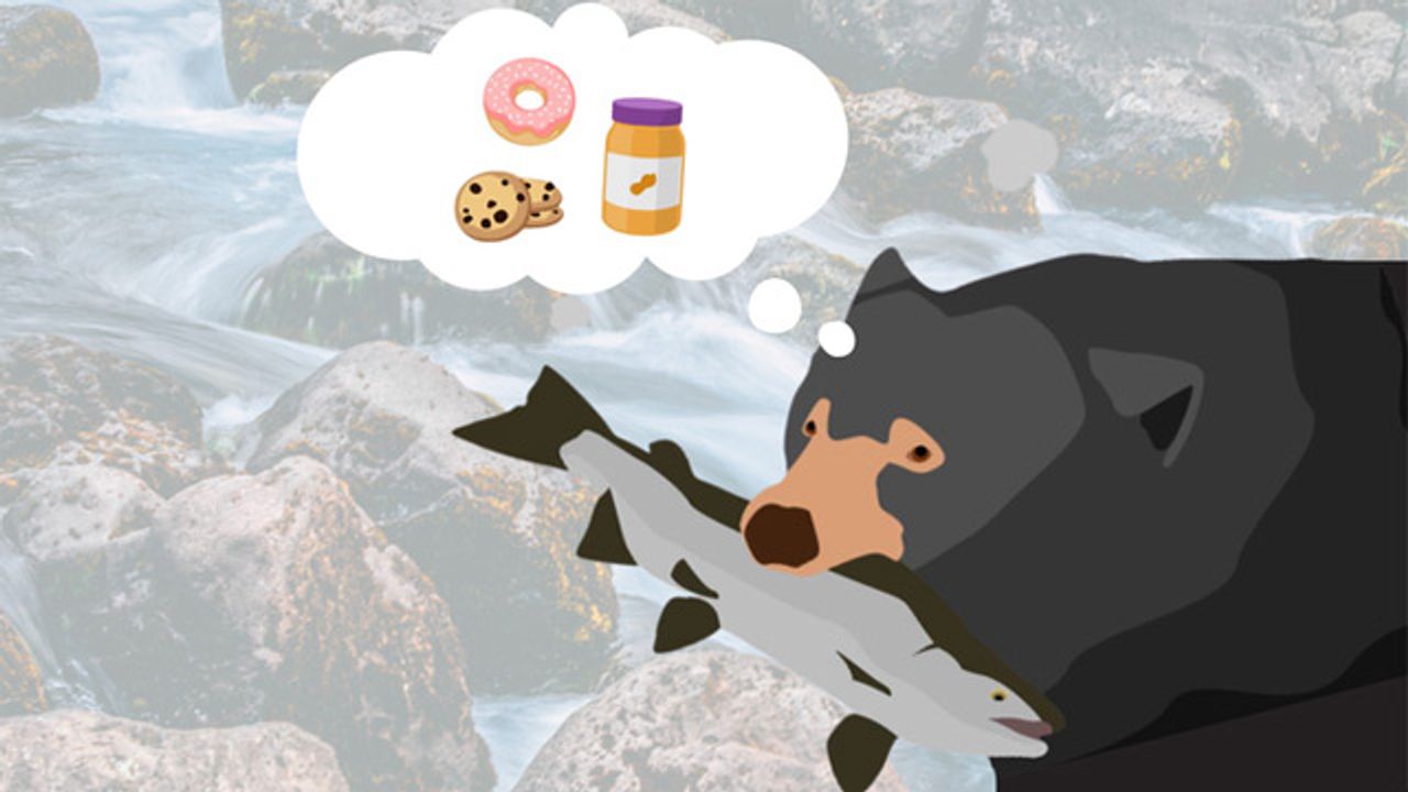 Eating Human Food Reduces Microbial Diversity in Bear Guts