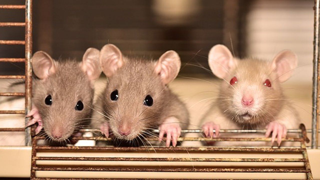 "Dictionary" Links Rat Brain Activity to Simple Actions