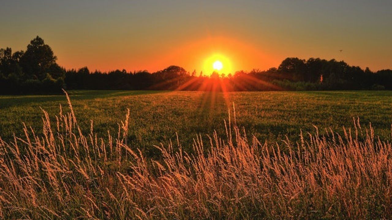 How Plants Respond to Heat Stress