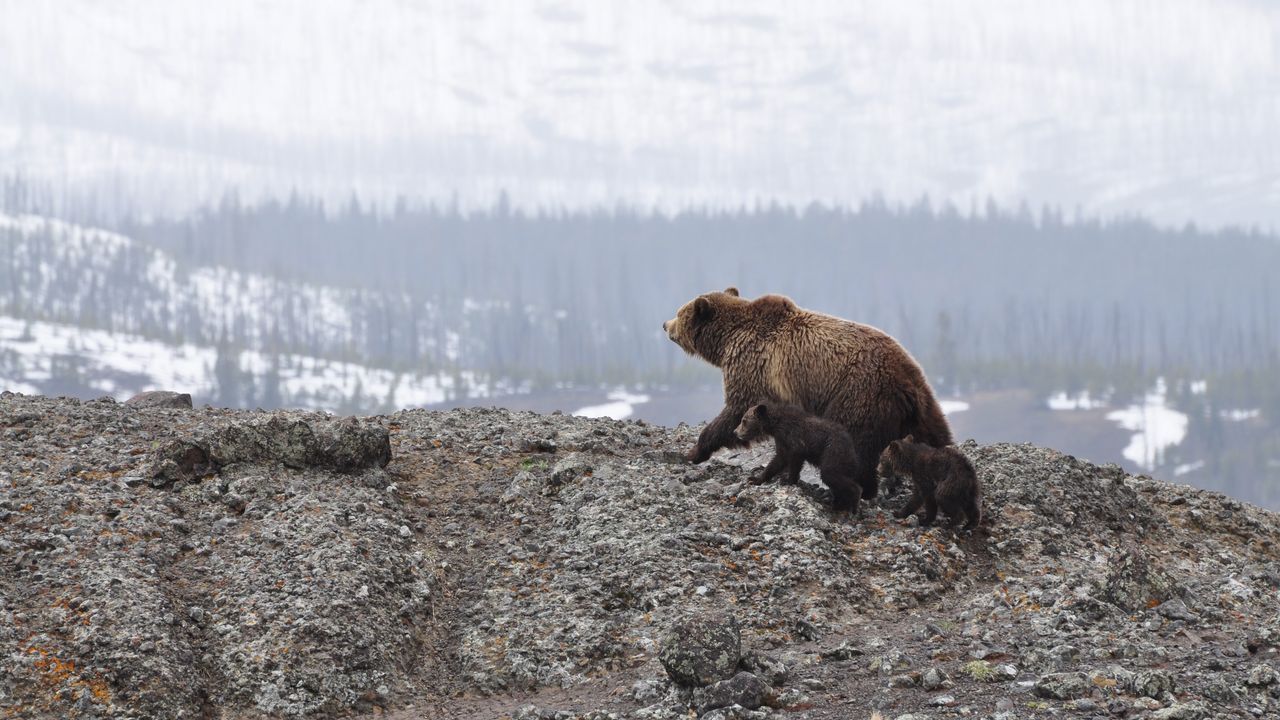 DNA Sheds Light on the Disappearance of Ancient Lions and Bears