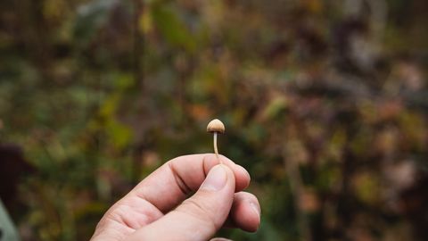 Study Identifies Safe Dosage Regimen for Psilocybin