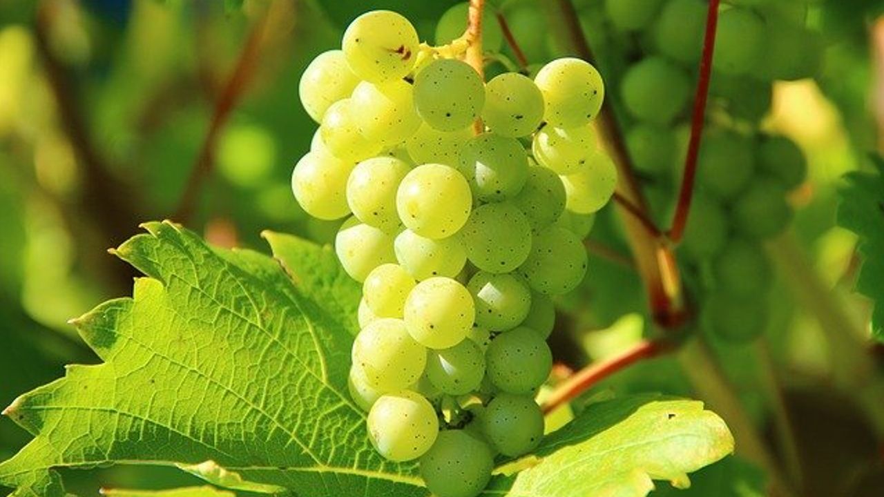 Technology Expands Understanding of Grapevine Pinot Gris Virus