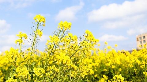 Leftover Canola Could Be Used To Heat Our Homes