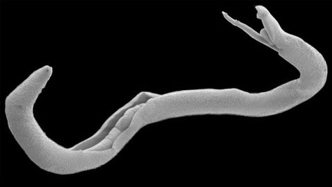 Exploring How Praziquantel Works To Combat Widespread Parasitic Worm Infection