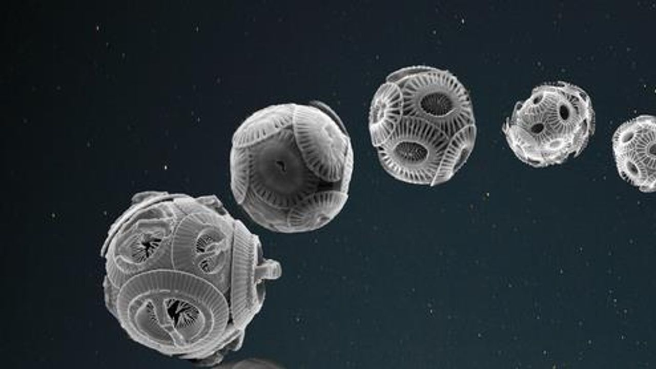 Do Phytoplankton Evolve in Rhythm With the Earth’s Orbit of the Sun?
