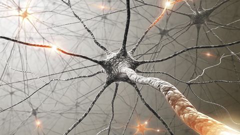 Exploring Neural Circuits and Chemotherapy's Side Effects