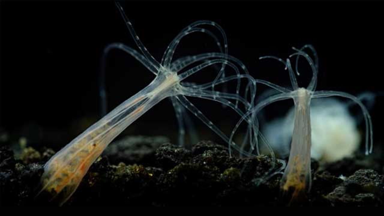 Common Pollutants Cause Dramatic Defects in Sea Anemones