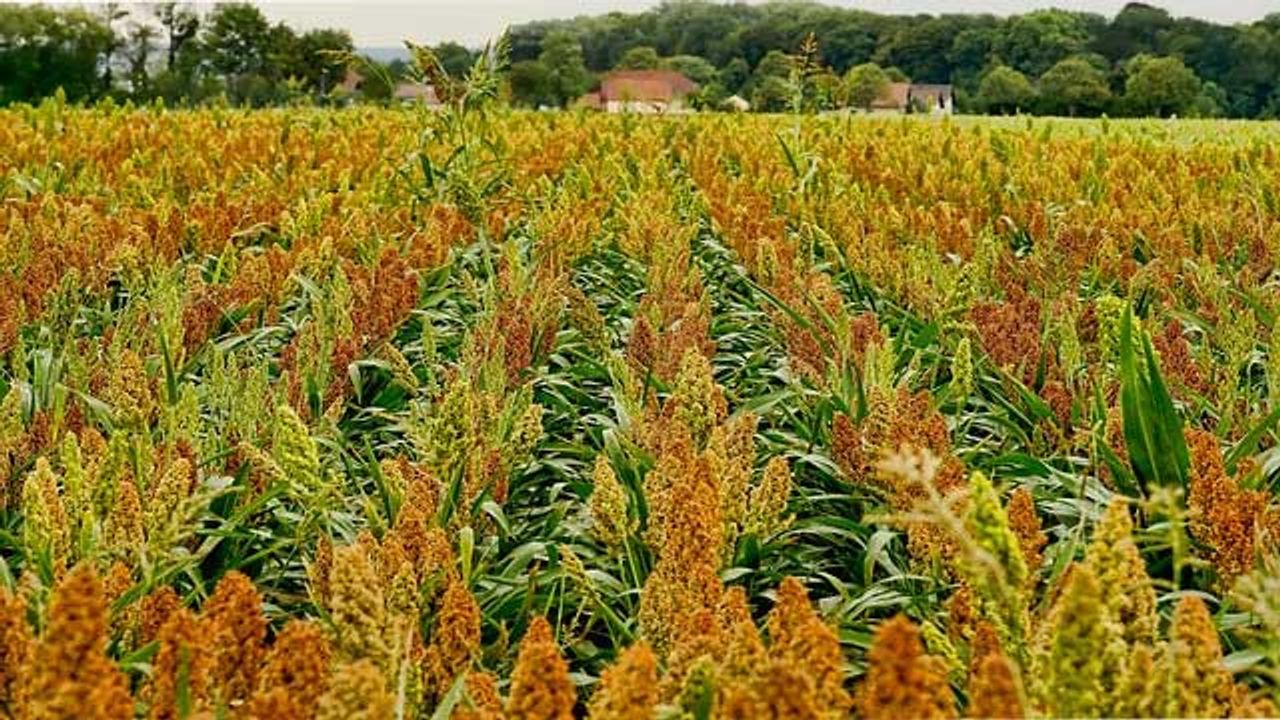 Biofuel Crop Can Also Help the Carbon Cycle