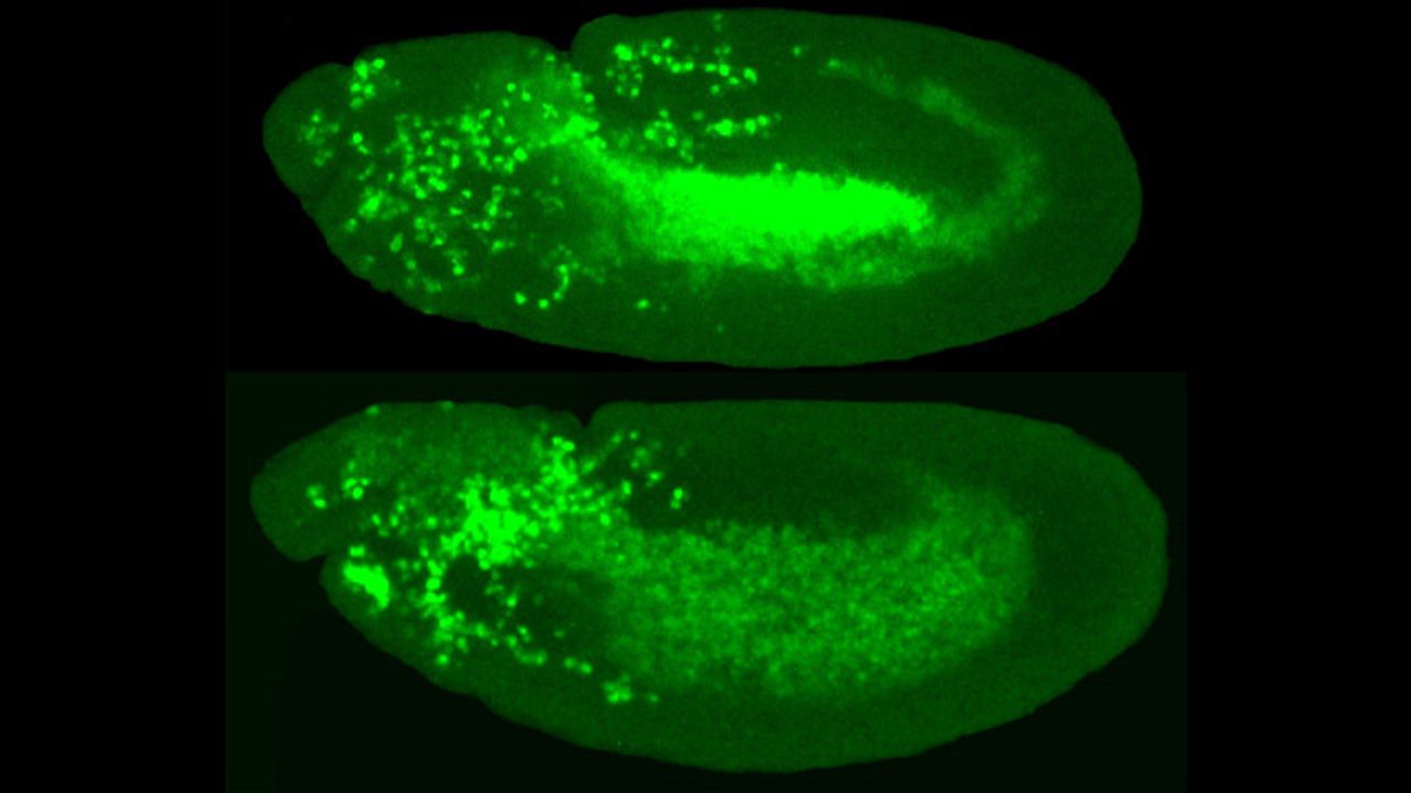 Mechanism That Helps Immune Cells To Invade Tissues Discovered