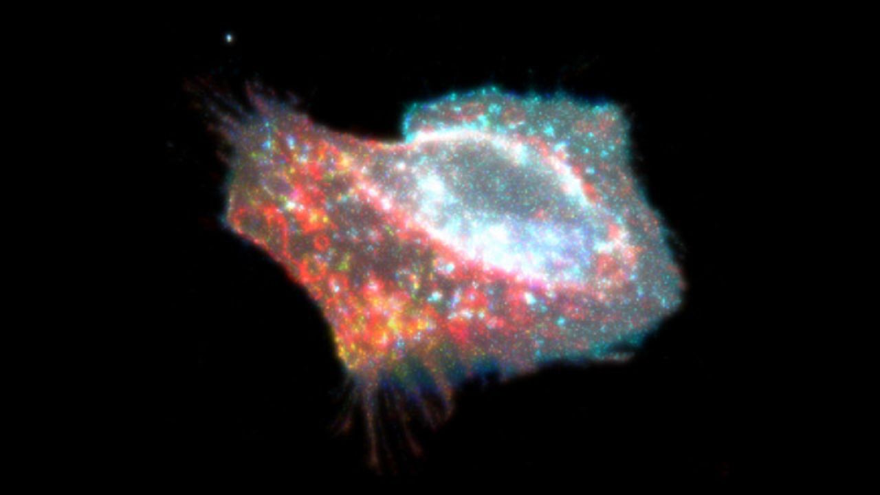 New Information About Cellular Death Process Uncovered