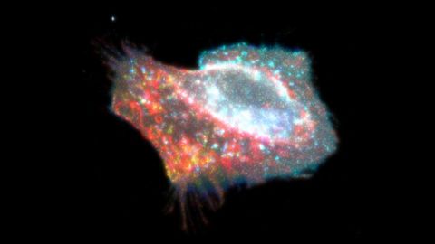 New Information About Cellular Death Process Uncovered