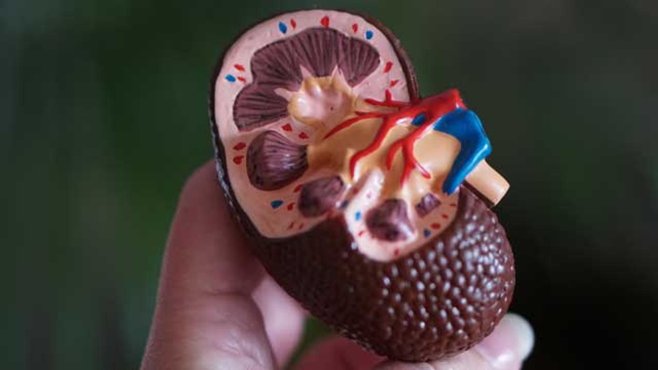 Researchers Shine Light on Aggressive Form of Kidney Cancer