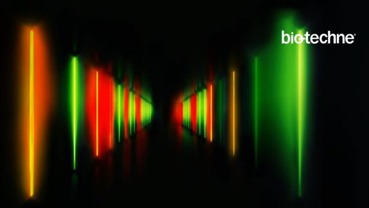 Introducing Stellar: High-Sensitivity Fluorescence Multiplexing for Western Workflows