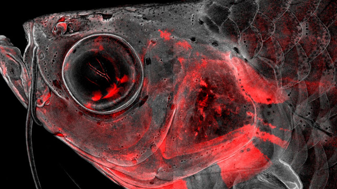 Stem Cell Discovery Reveals Versatility of Crest Cells