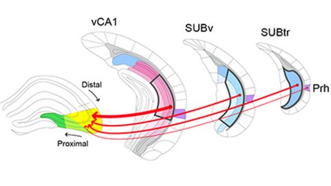 New Role Identified for Hippocampal Neural Circuit