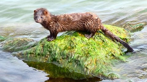 Unexpected Sex Difference Found in Carnivore Gut Microbiomes