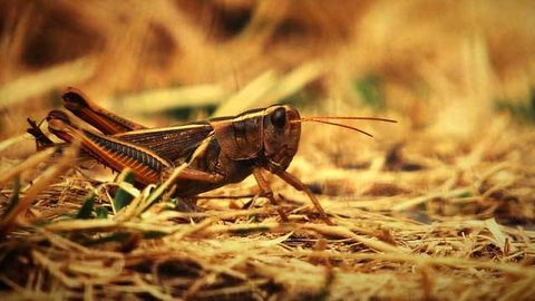 Sizing Up the Nutritional Properties of Insect Powder Proteins