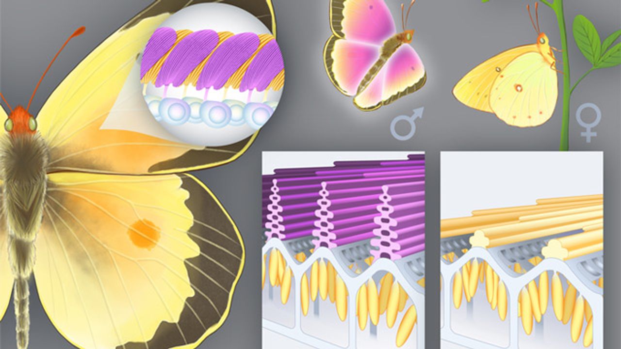 Researchers Identify Gene That Determines UV Iridescence in Butterfly Wings