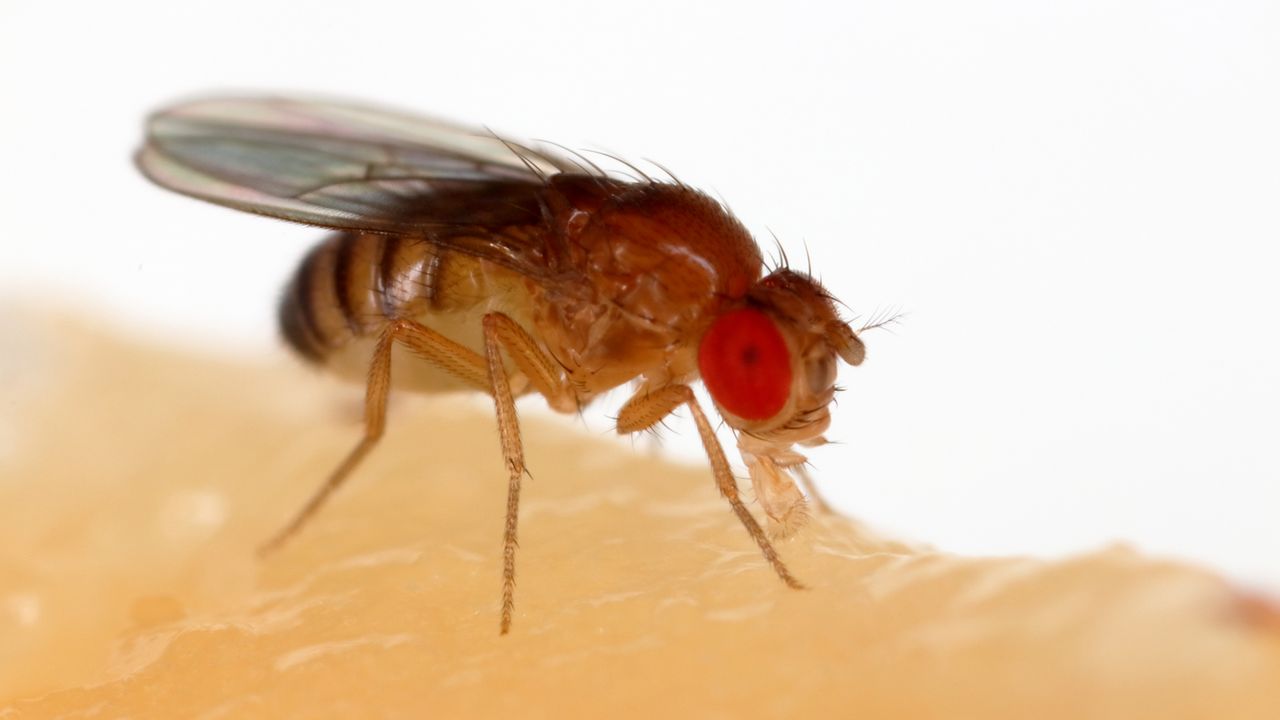 Parts of the Fly Brain Show Resistance to Aging
